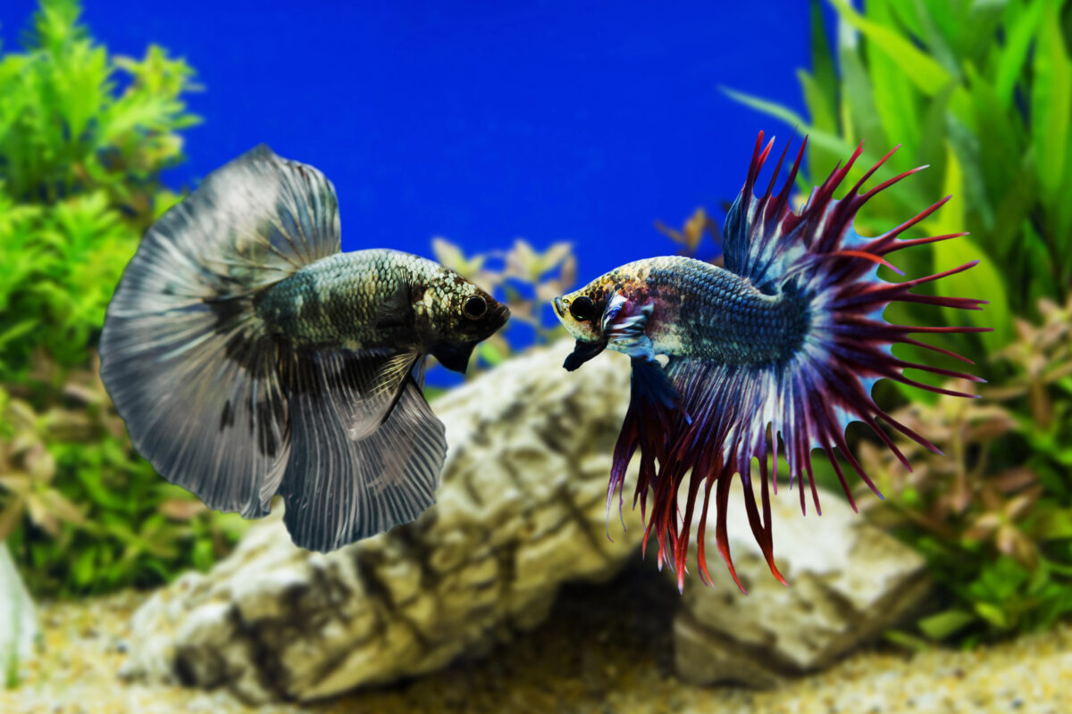 Betta fish siamese fighting fish with green plants stockpack deposit photos 1200x800 Betta fish, Siamese fighting fish with green plants