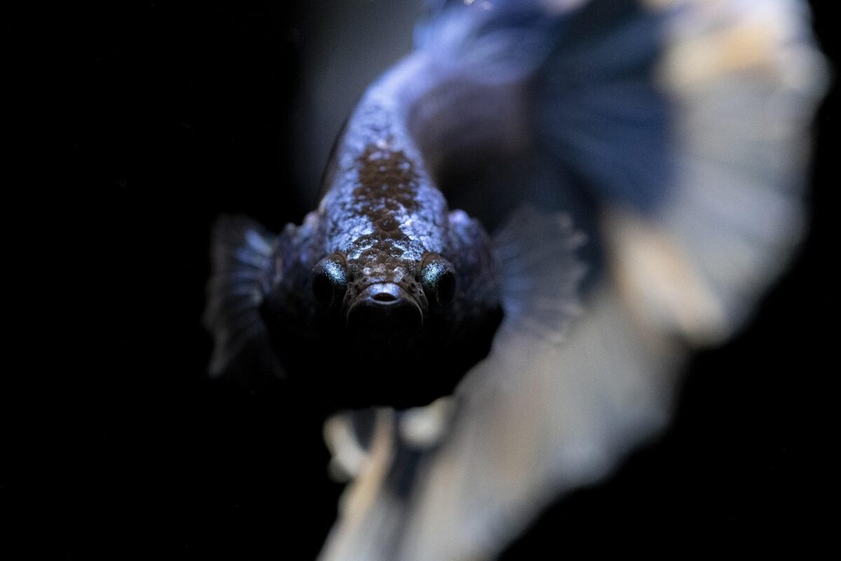 Black Betta (Betta splendens).