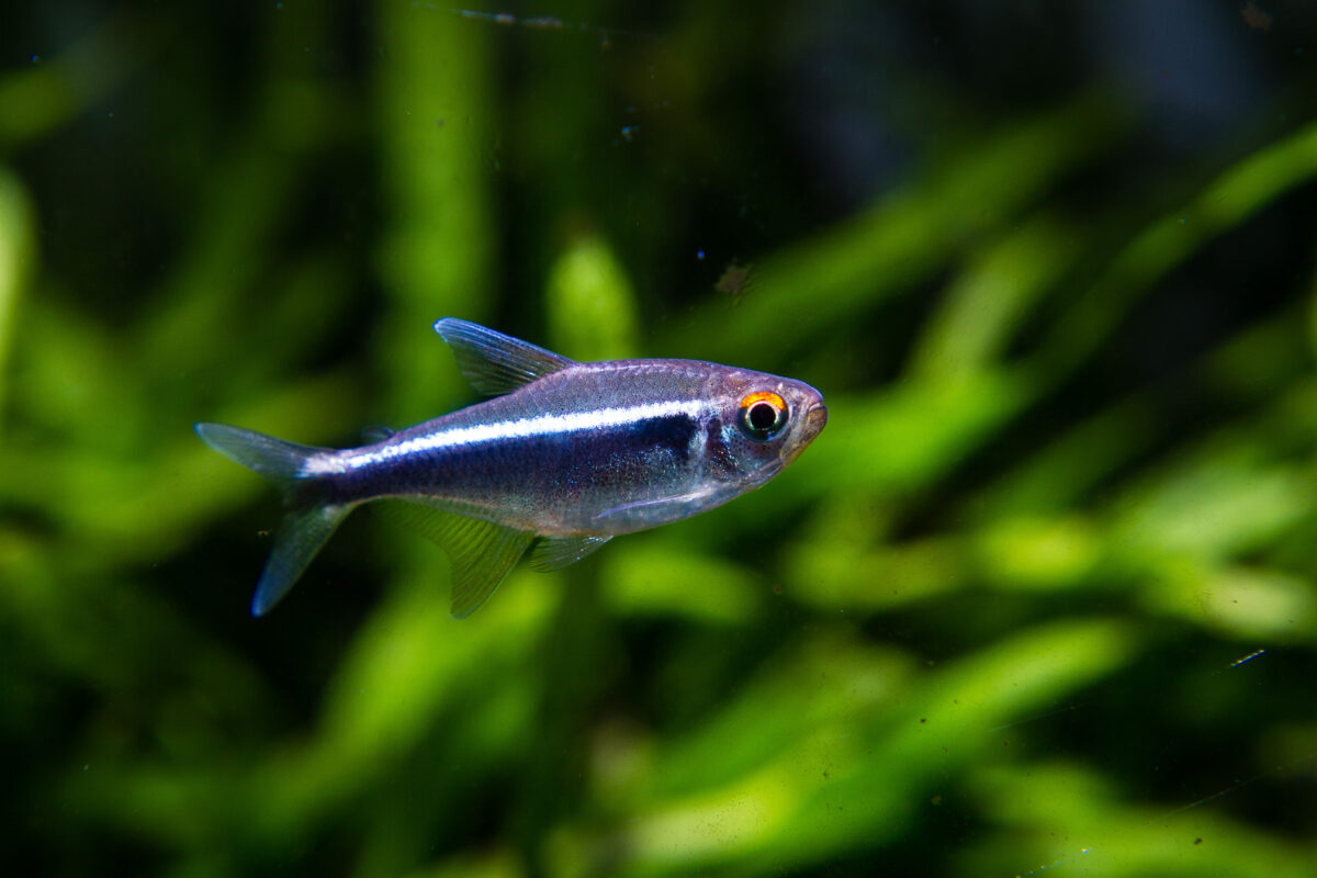 Black Neon Tetra (Hyphessobrycon herbertaxelrodi) in planted tank.