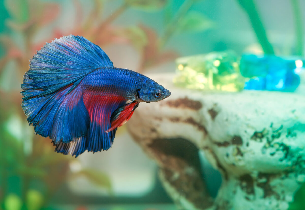 Blue betta fish swims in aquarium water.
