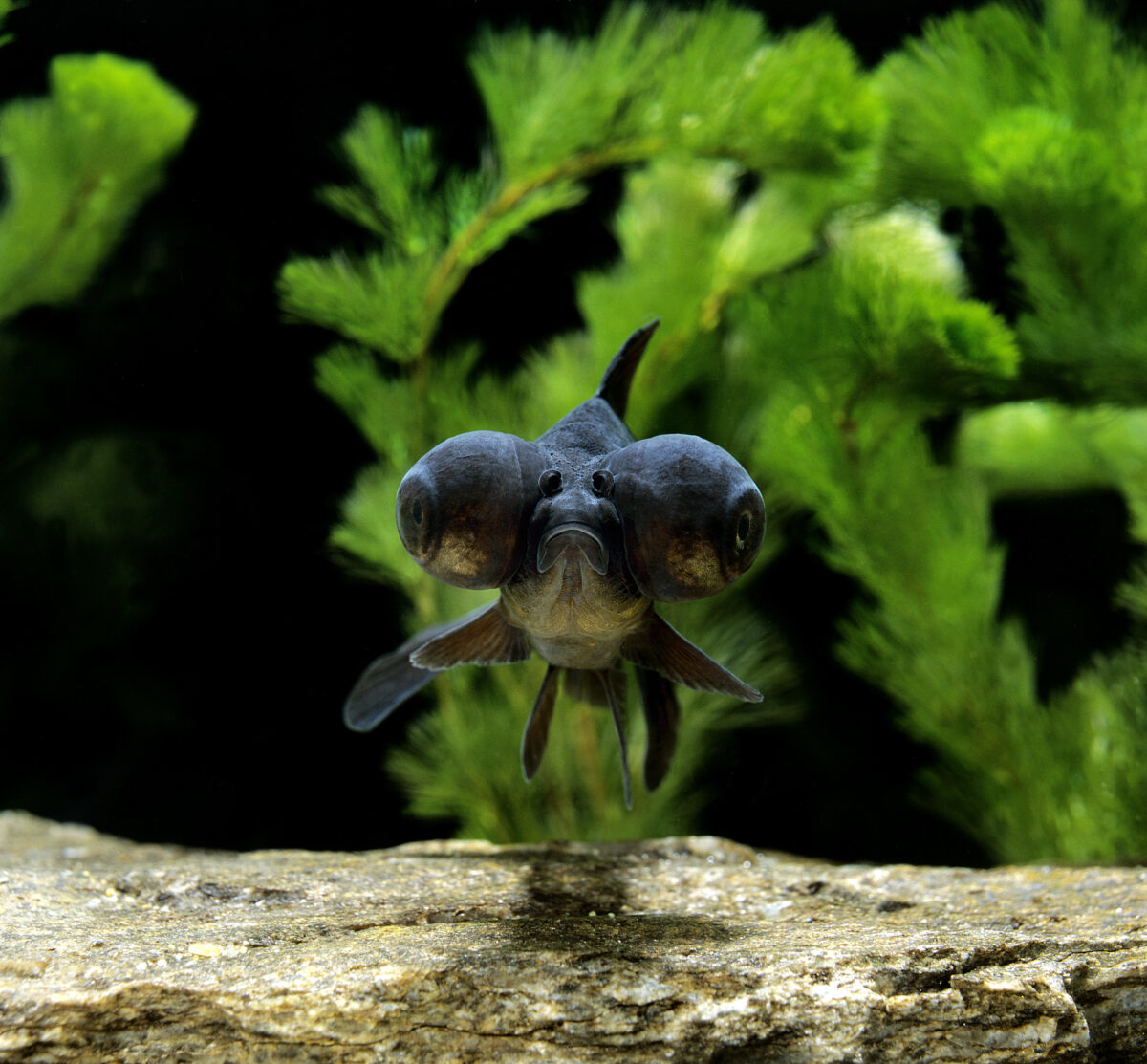 Black Bubble Eye Goldfish, carassius auratus.
