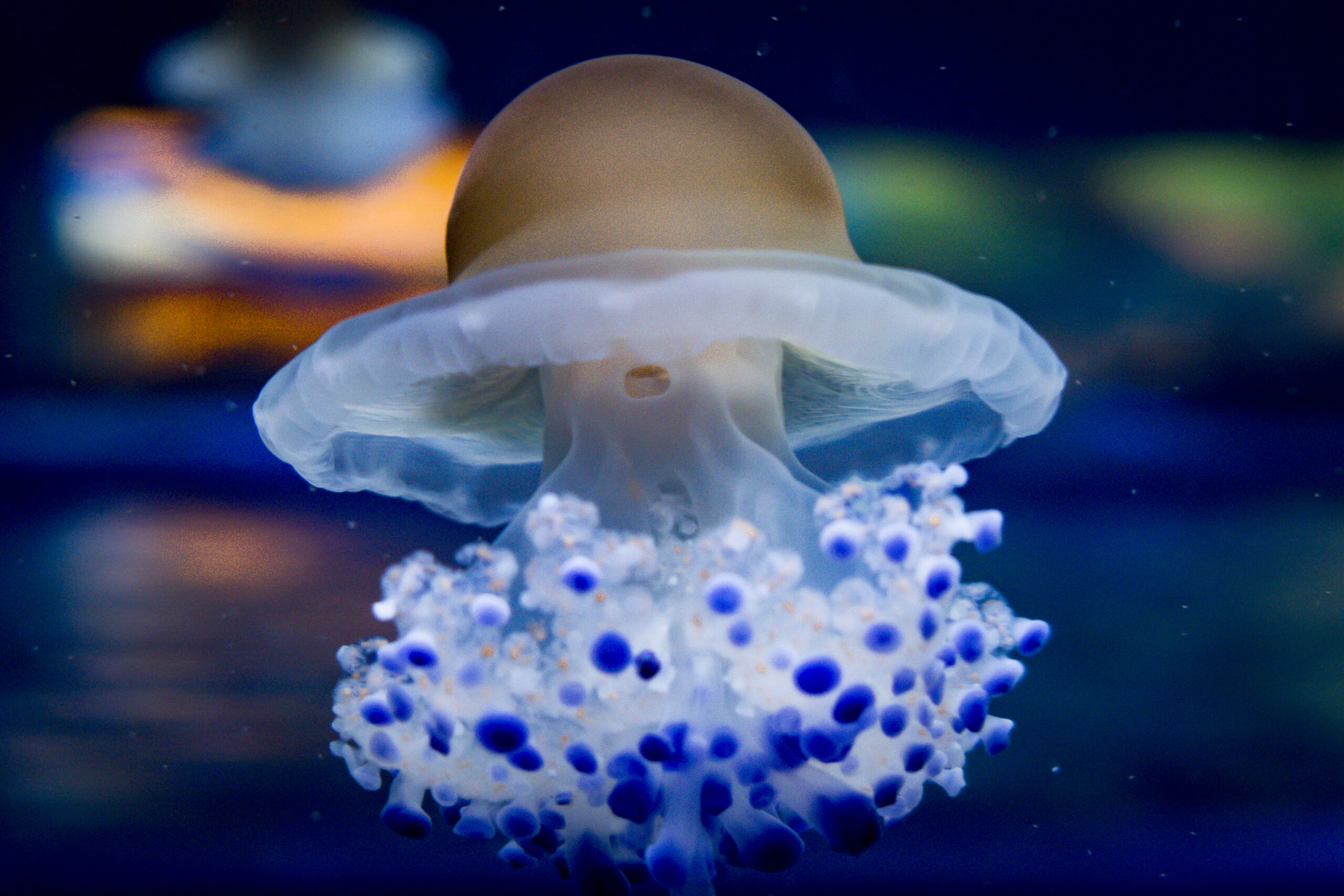 Close-up of a jellyfish Cotylorhiza tuberculata swimming.