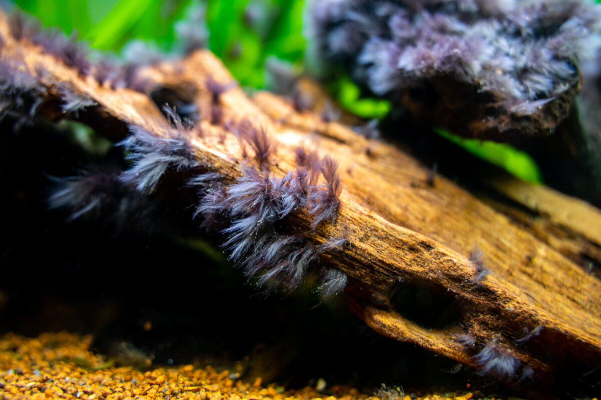 Detail of black beard algae or brush algae audouinella sp rhodochorton sp growing on an aquarium trunk with blurred background stockpack adobe stock 1200x800 Black beard algae or brush algae (Audouinella sp., Rhodochorton sp.) growing on an aquarium trunk with blurred background.