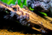 Black beard algae or brush algae (Audouinella sp., Rhodochorton sp.) growing on an aquarium trunk with blurred background.