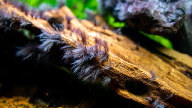 Black beard algae or brush algae (Audouinella sp., Rhodochorton sp.) growing on an aquarium trunk with blurred background.
