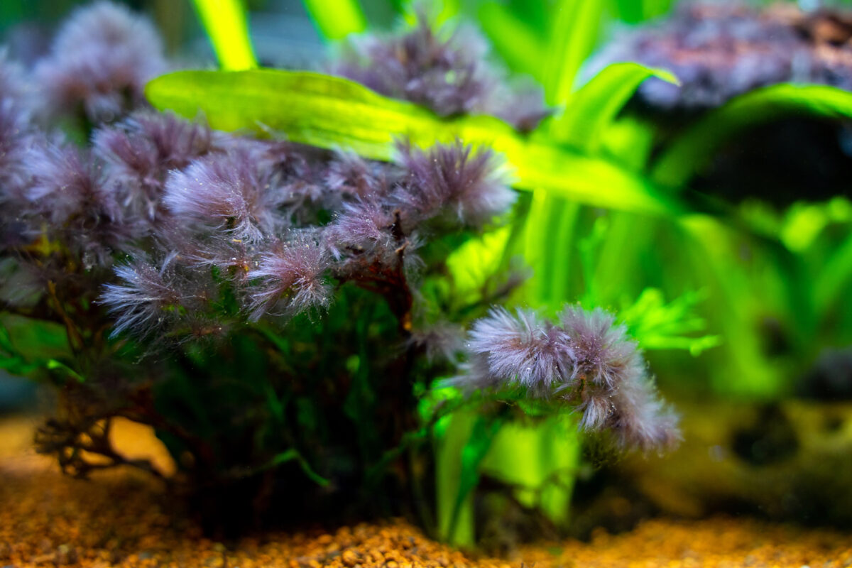Detail of black beard algae or brush algae audouinella sp rhodochorton sp growing on aquarium plant leaves with blurred background stockpack deposit photos 1200x800 Detail of black beard algae or brush algae (Audouinella sp., Rhodochorton sp.) growing on aquarium plant leaves with blurred background.