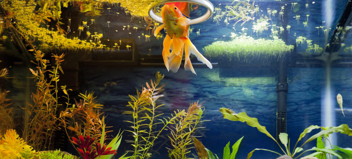 Goldfish eating food out of feeding ring at surface of aquarium Fancy Red Gold Fish snacking on duck weed from the water surface