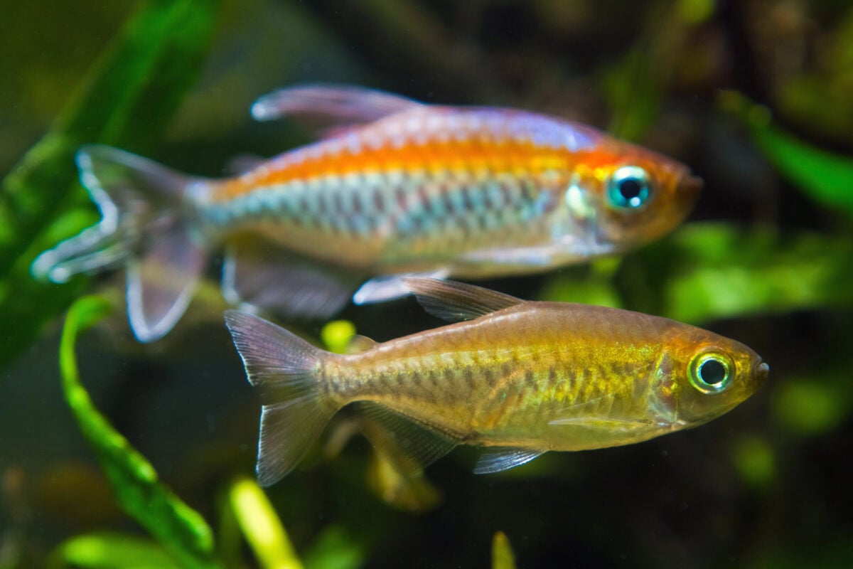 female and male of Congo tetra, Phenacogrammus interruptus, endemic of African Congo river basin, swim in natural biotope aquarium