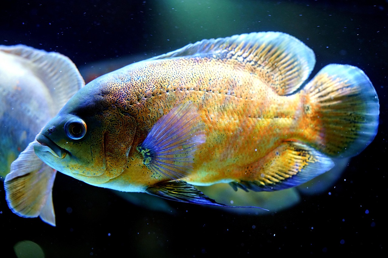 Oscar,Fish,,Astronotus,Ocellatus.,Tropical,Freshwater,Fish,In,Aquarium.,Tiger Freshwater Tiger Oscar, a marble cichild, swimming underwater.