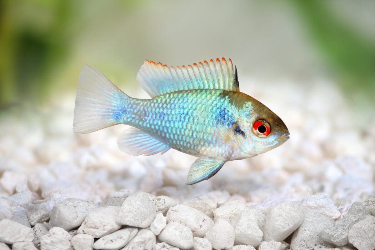 german electric blue ram dwarf cichlid Mikrogeophagus ramirezi aquarium fish