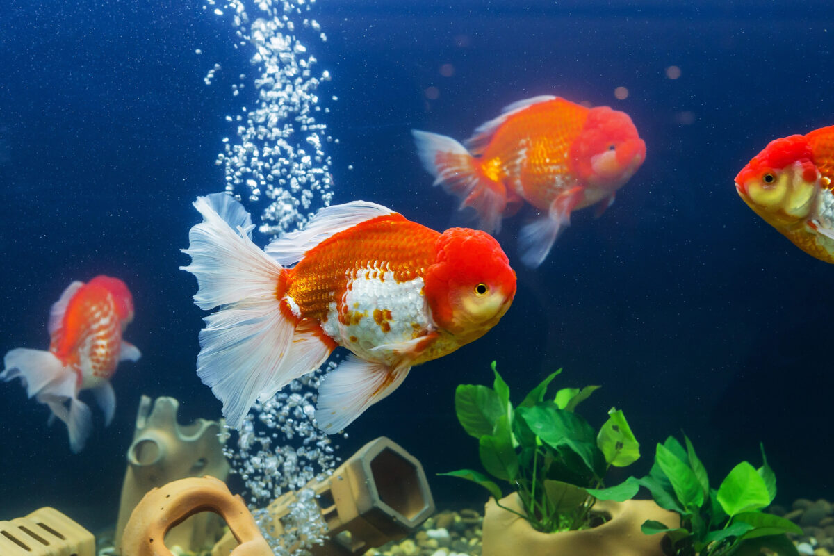 Goldfish in aquarium with green plants