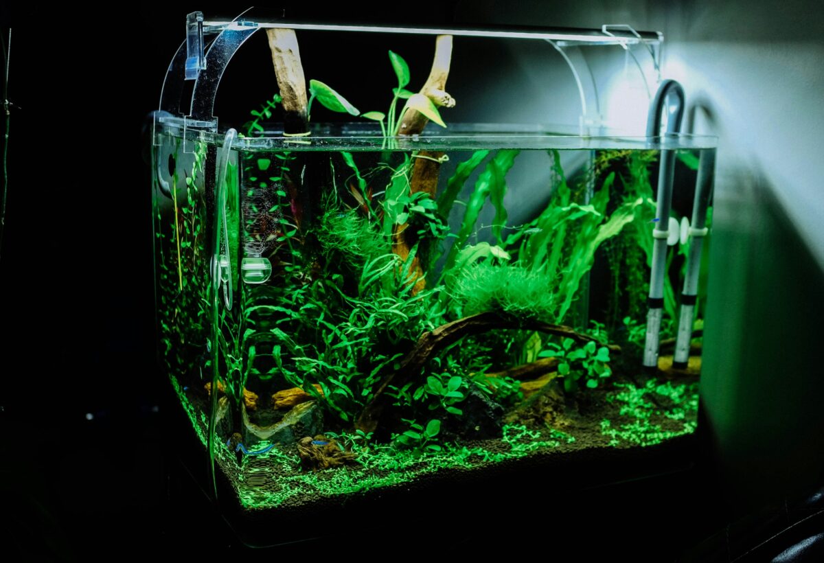 Plants in fish tank set up.