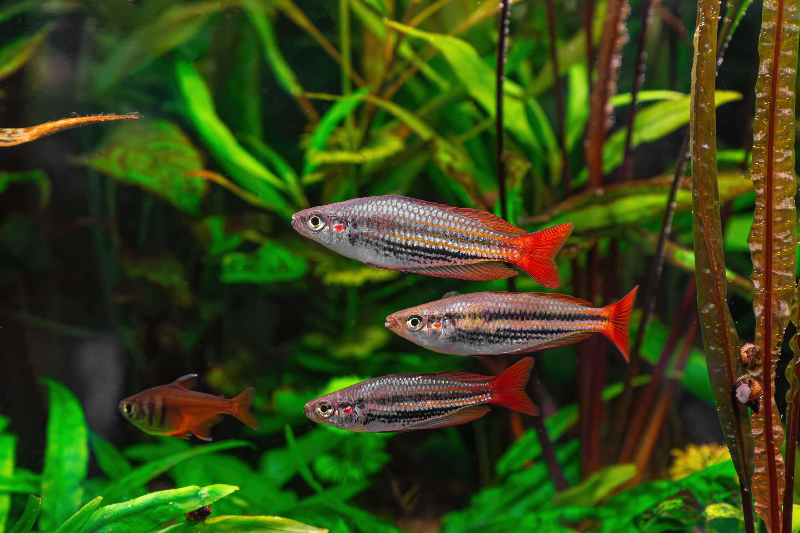 group-of-melanotaenia-australis-rainbowfish-swimm-2023-11-27-05-08-30-utc Group of Melanotaenia australis, rainbowfish swimming in aquarium pool with green seaweed. Famous fresh water fish for aquarium hobby. Aquatic organism, underwater life, aquarium pet