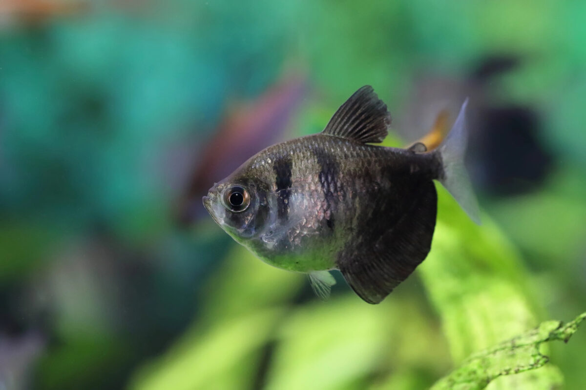 Gymnocorymbus ternetzi. Funeral ternary closeup in the aquarium