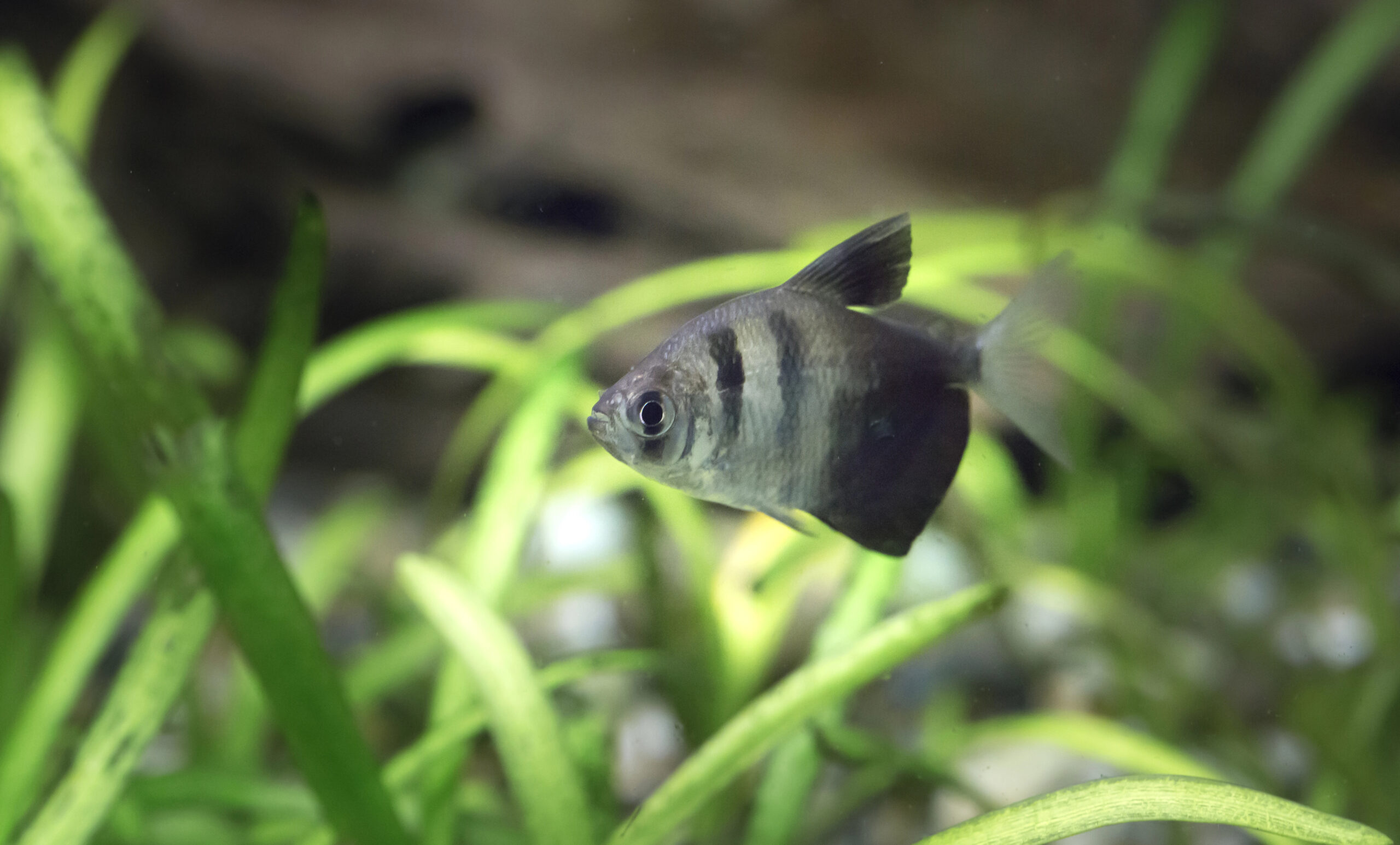 black skirt tetras Gymnocorymbus ternetzi. Tropische Fische schwimmen im Aquarium, the best photo