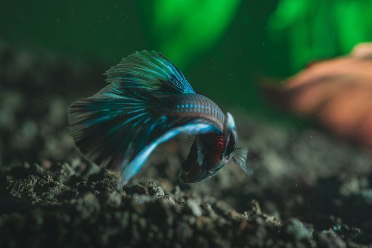 Metallic black and blue Betta fish. 