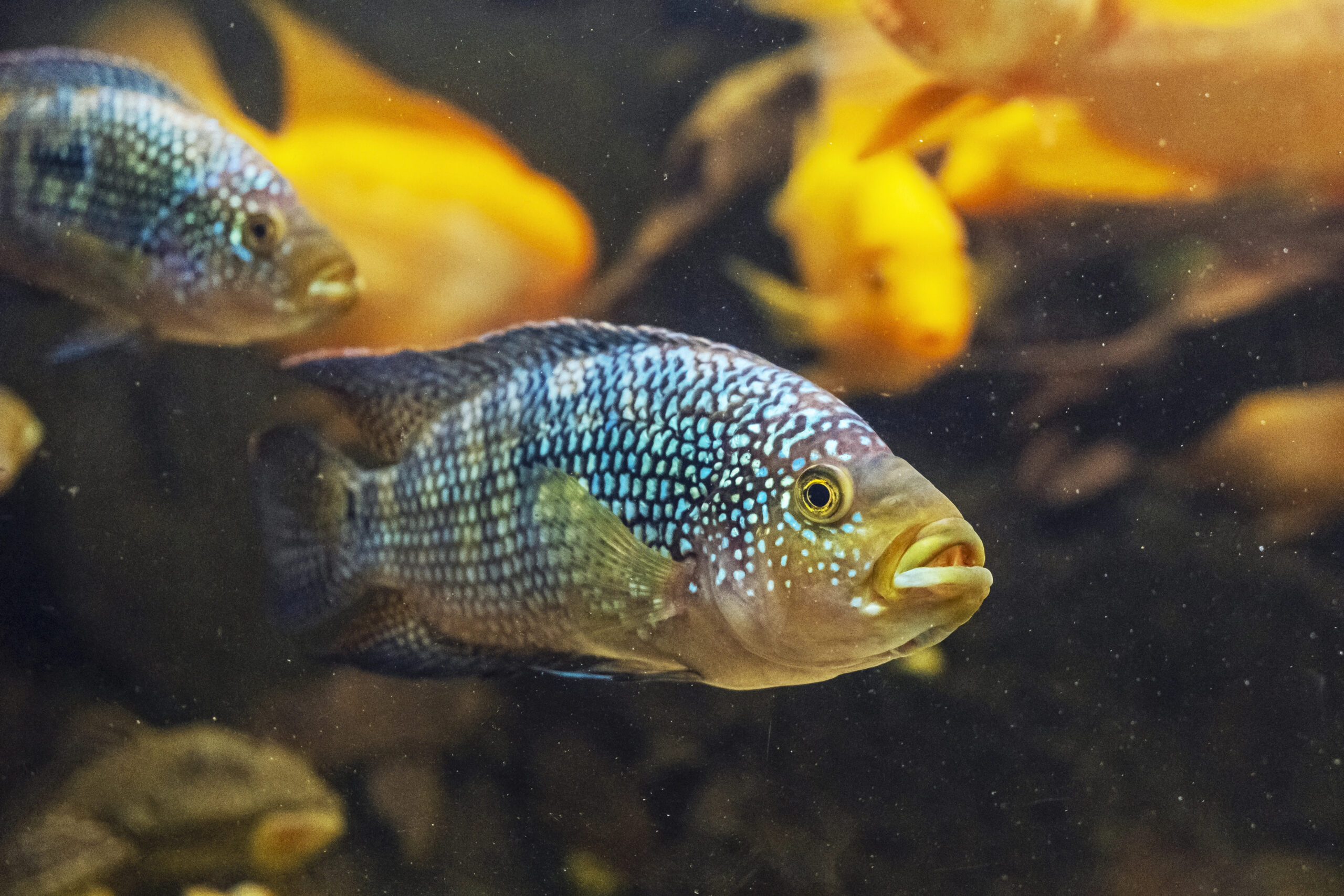 Aquarium,Fish.,The,Jack,Dempsey,(rocio,Octofasciata),Is,A,Species Jack Dempsey fish, Rocio octofasciata, swilling in full tank.