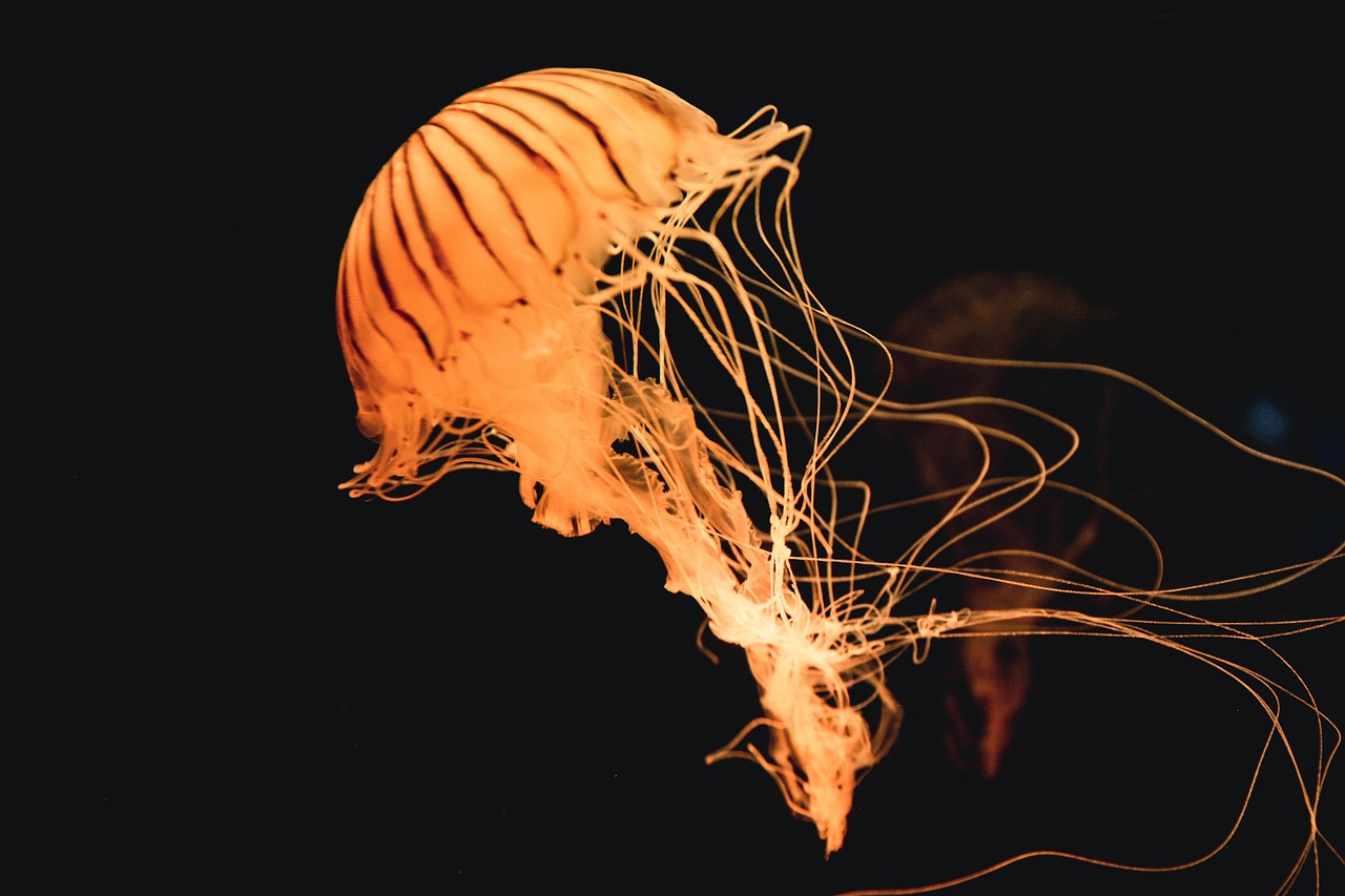 jellyfish, animal, underwater, sea jelly, cnidaria, marine life, sea life, nature, ocean life, aquatic animal, wildlife, fauna, sea, ocean
