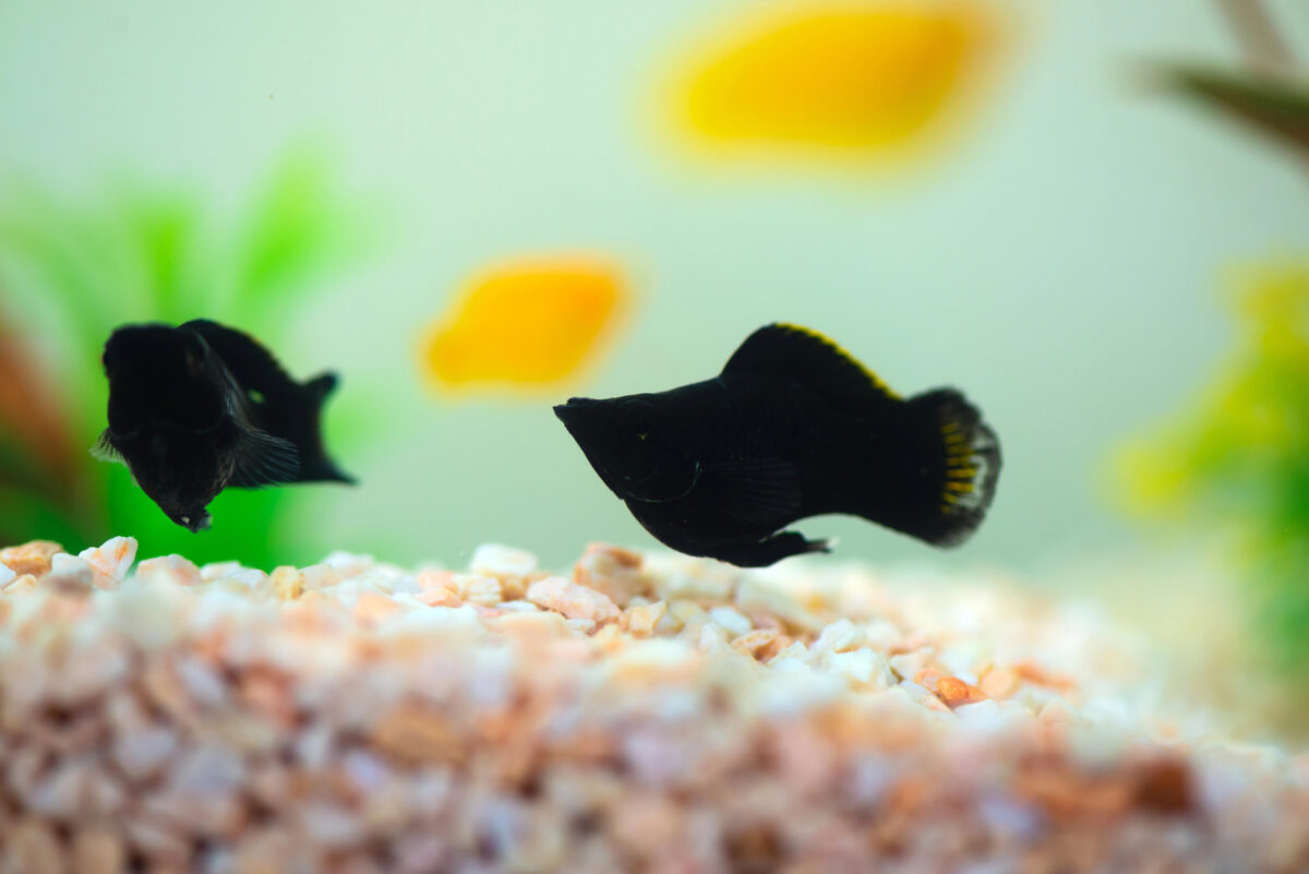 Little Molly fish, Poecilia latipinna in fish tank or aquarium.