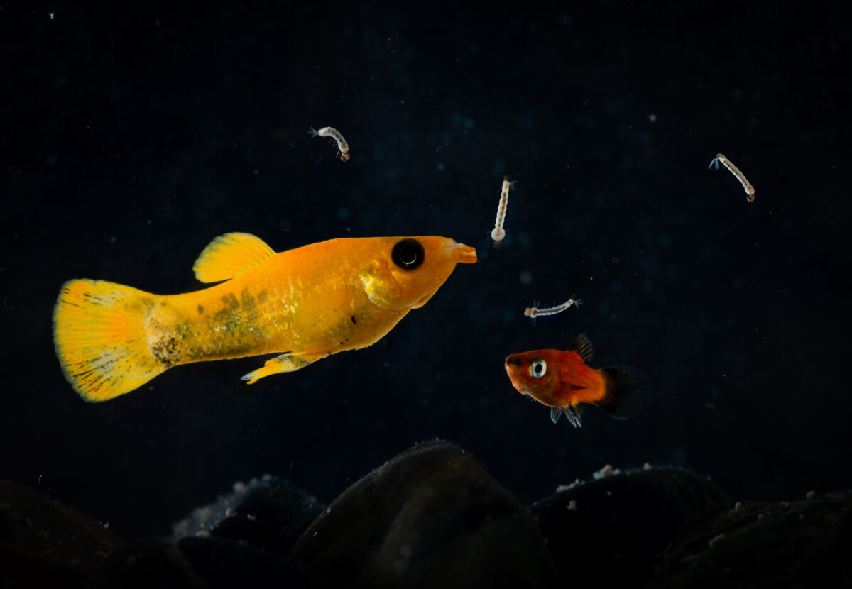 Fish with mouth open about to eat wriggling mosquito larvae as food Lyretail molly Poecilia latipinna aquarium fish swimming to eat mosquito larvae
