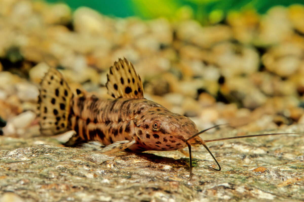Megalechis thoracata, Hoplo catfish.
