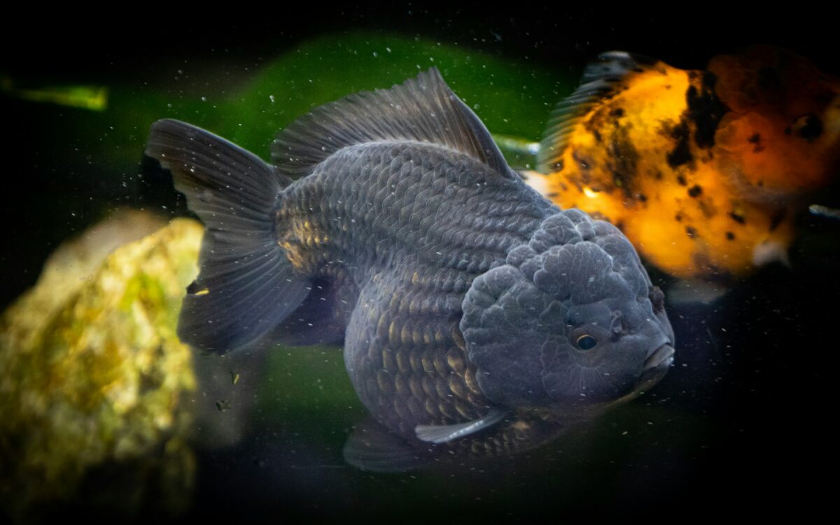Black Oranda Goldfish with rounded body and prominent head growth swimming in aquarium.