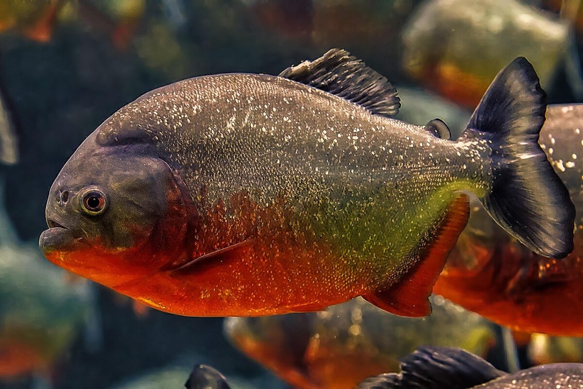 South American predatory Piranha swimming underwater in aquarium.