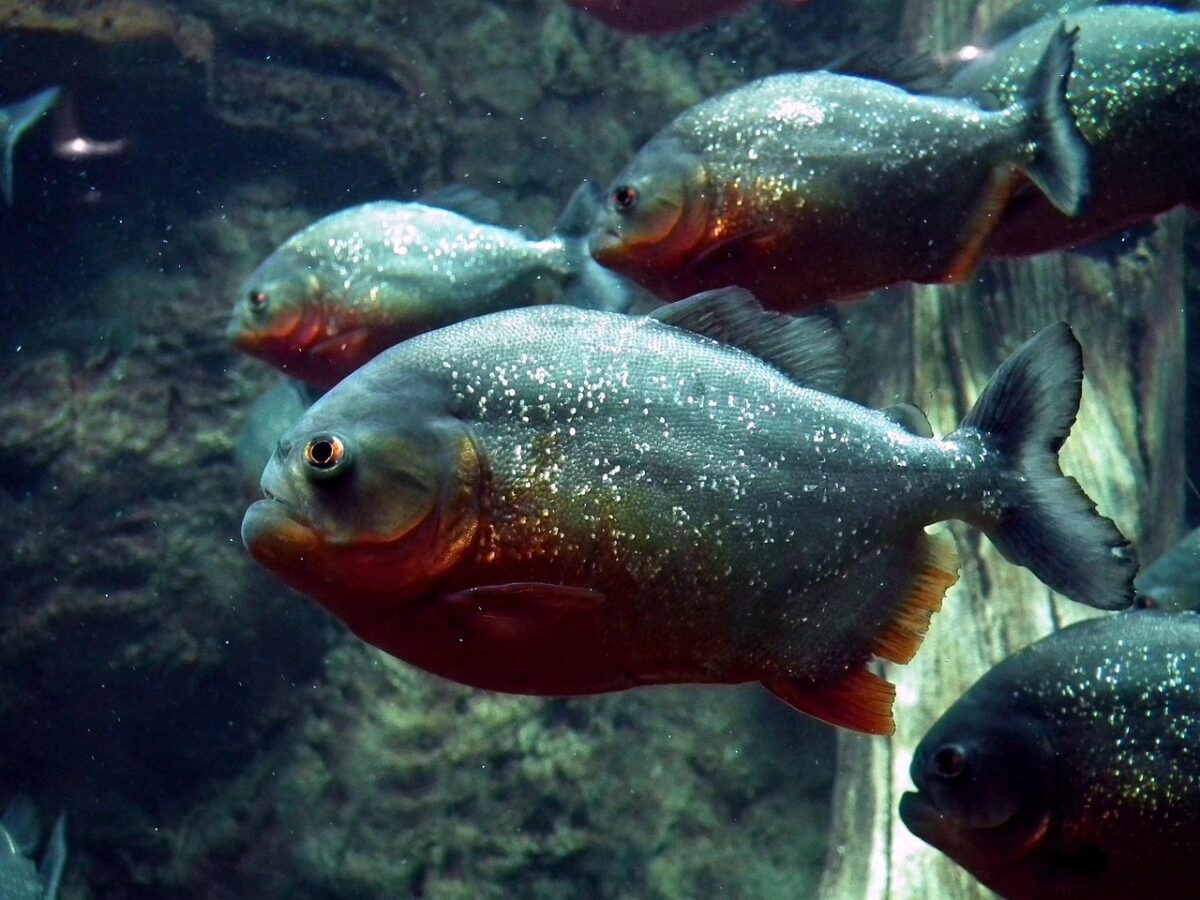Piranhas swimming in aquarium.