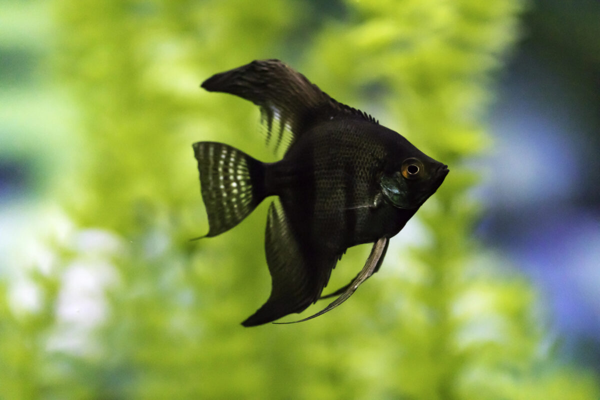 Black angelfish, pterophyllum scalare, swimming in aquarium.