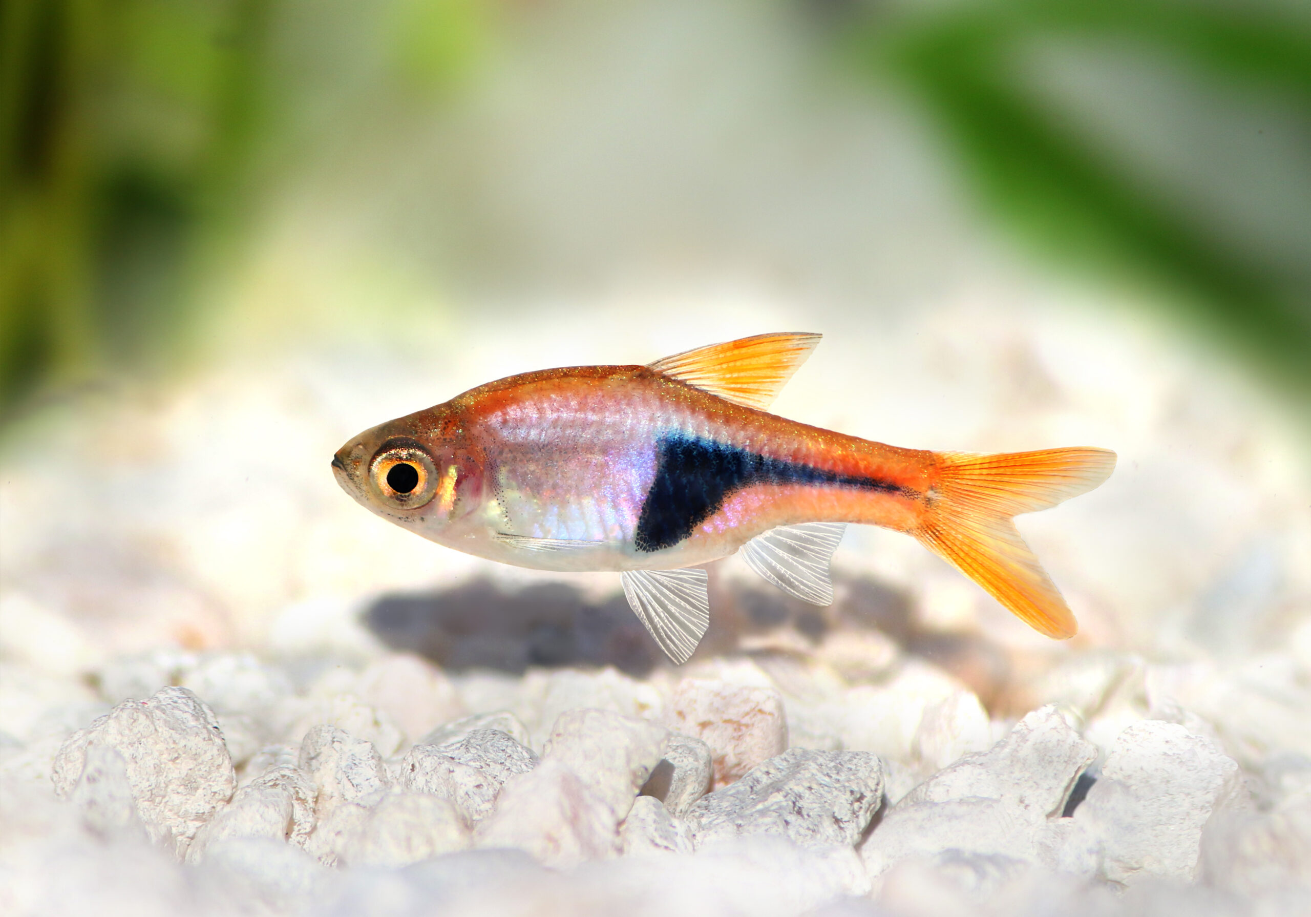 Colorful Freshwater Fish For Every Fish Tank