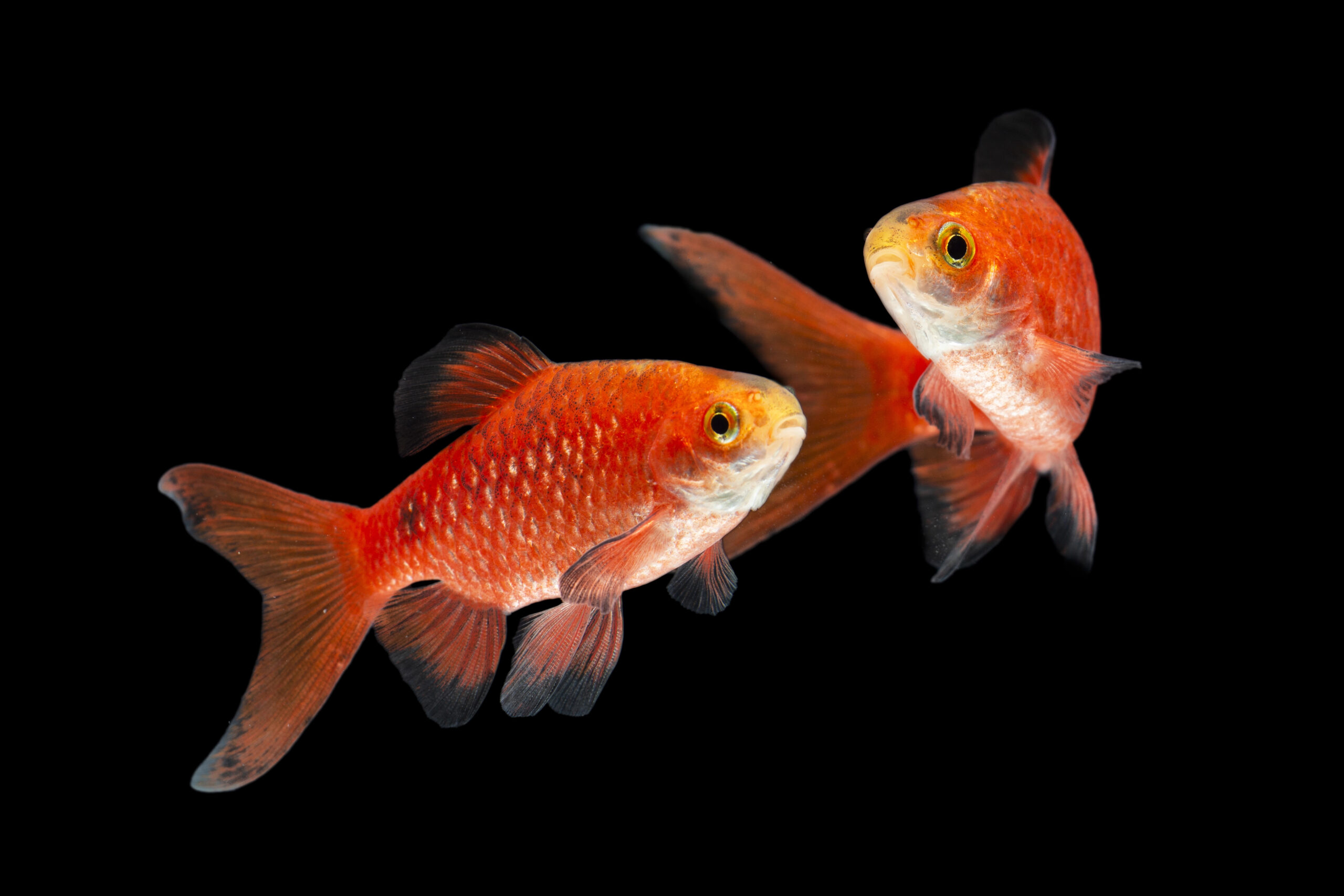 Rosy Barb Pethia conchonius fish isolated on black background