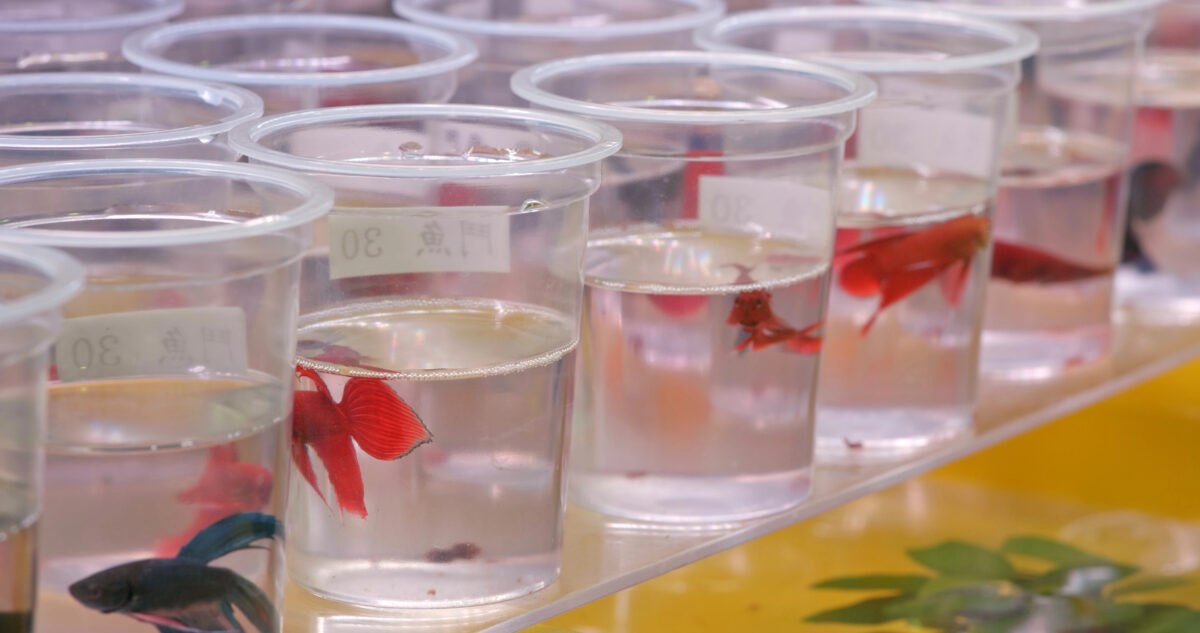 Shop selling Siamese fighting (betta) fish in small cups.