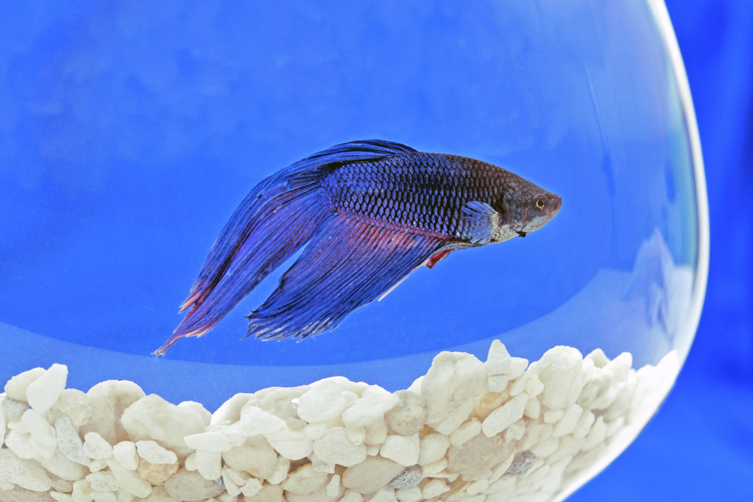 Siamese Fighting Fish or Betta in blue water glass bowl