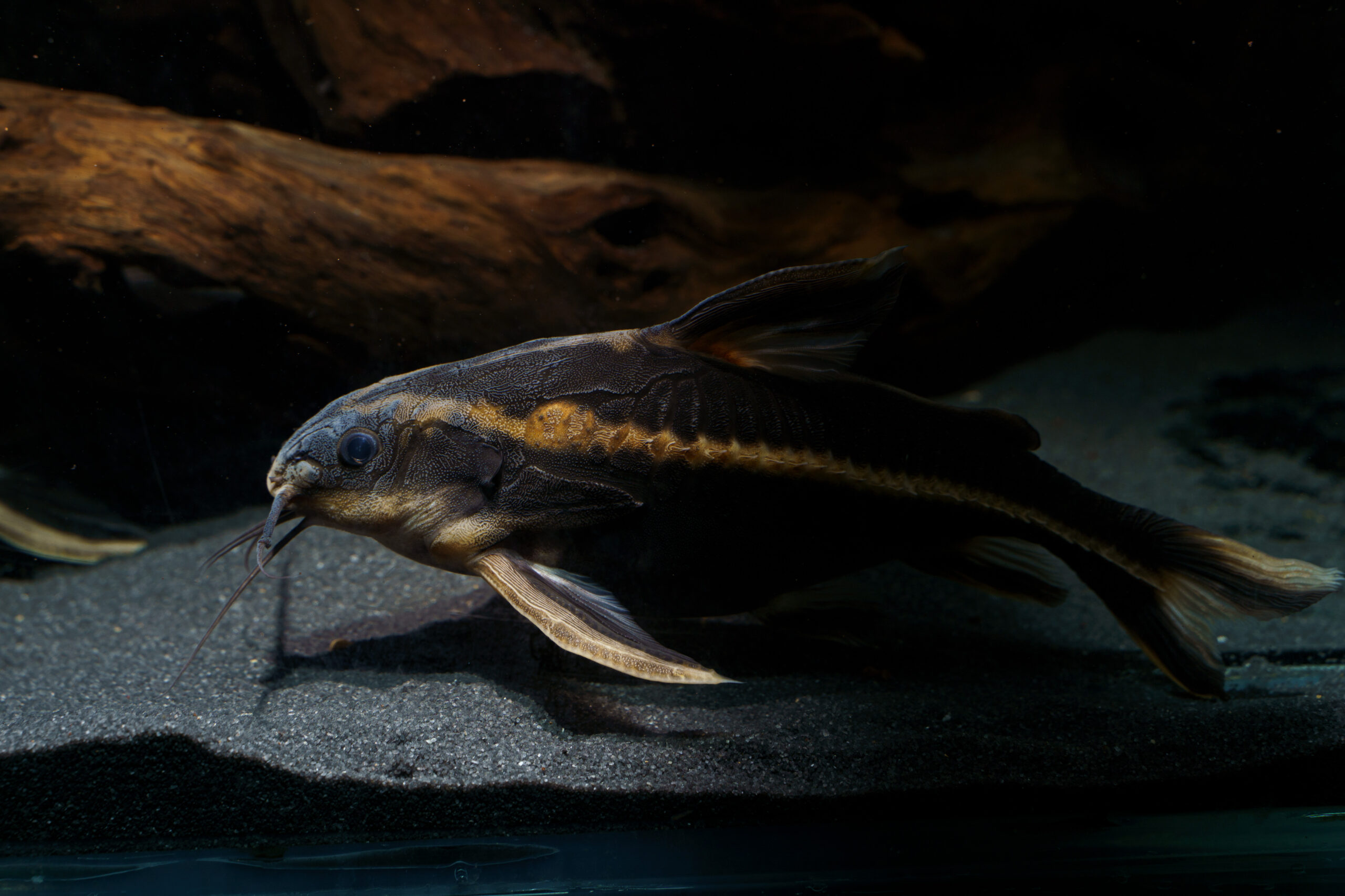 Striped,Raphael,Catfish,(platydoras,Armatulus),Swimming,In,The,Bottom,Of Striped Raphael catfish (Platydoras armatulus) swimming in the bottom of aquarium.