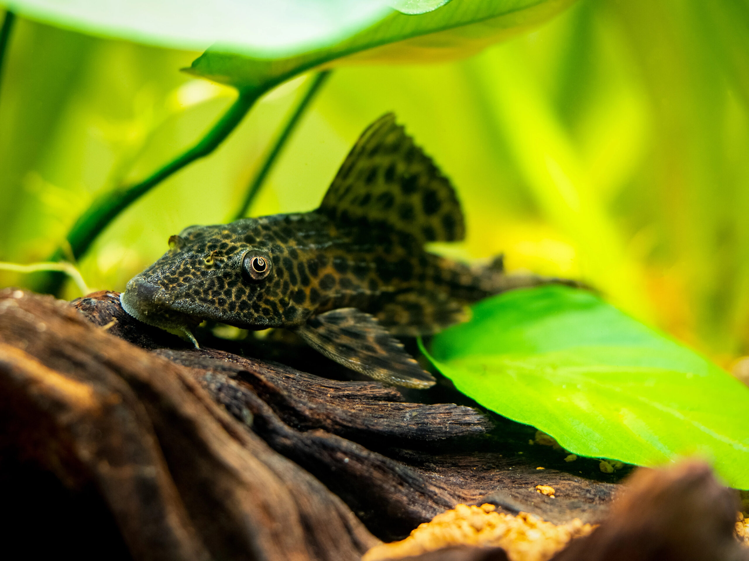 Suckermouth,Catfish,Or,Common,Pleco,(hypostomus,Plecostomus),Isolated,In,A Suckermouth catfish or common pleco (Hypostomus plecostomus) isolated in a fish tank with blurred background.