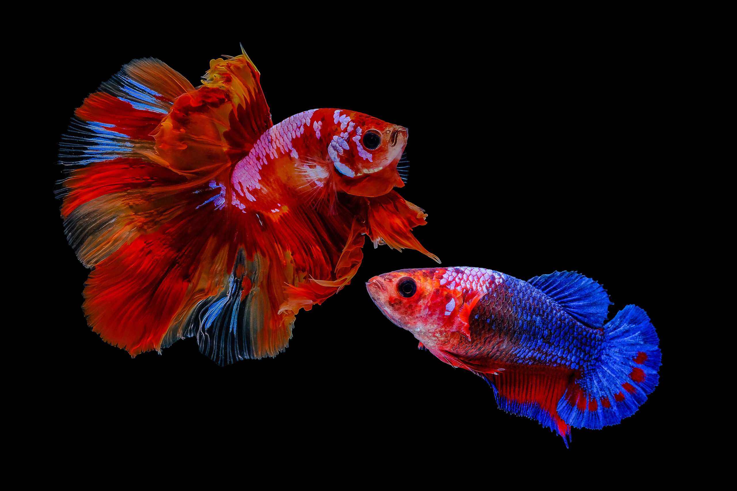 betta difference Thai male and female betta fish on a black background