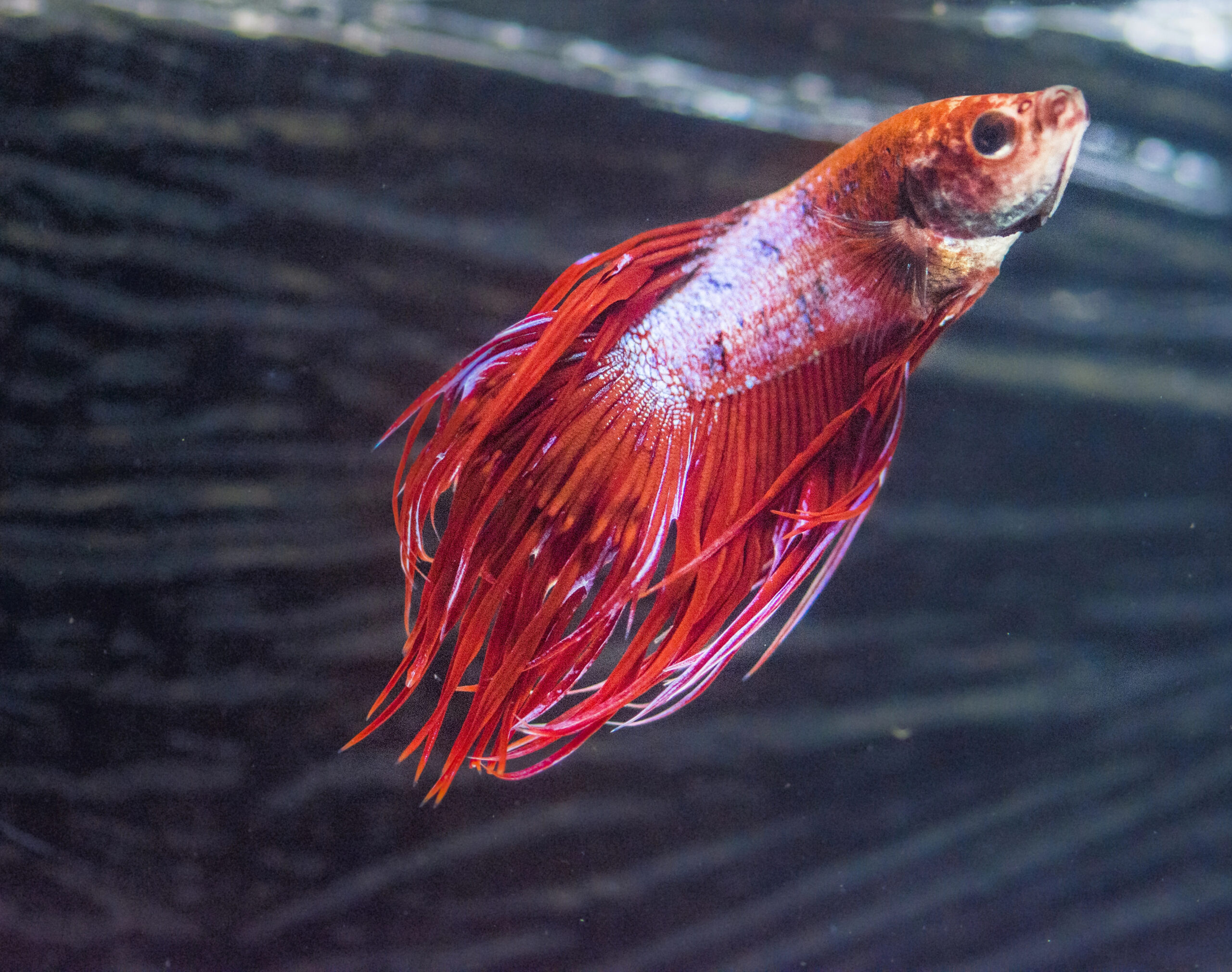 causes of fin rot TheSiamese fighting fish (Betta splendens), also known as thebetta