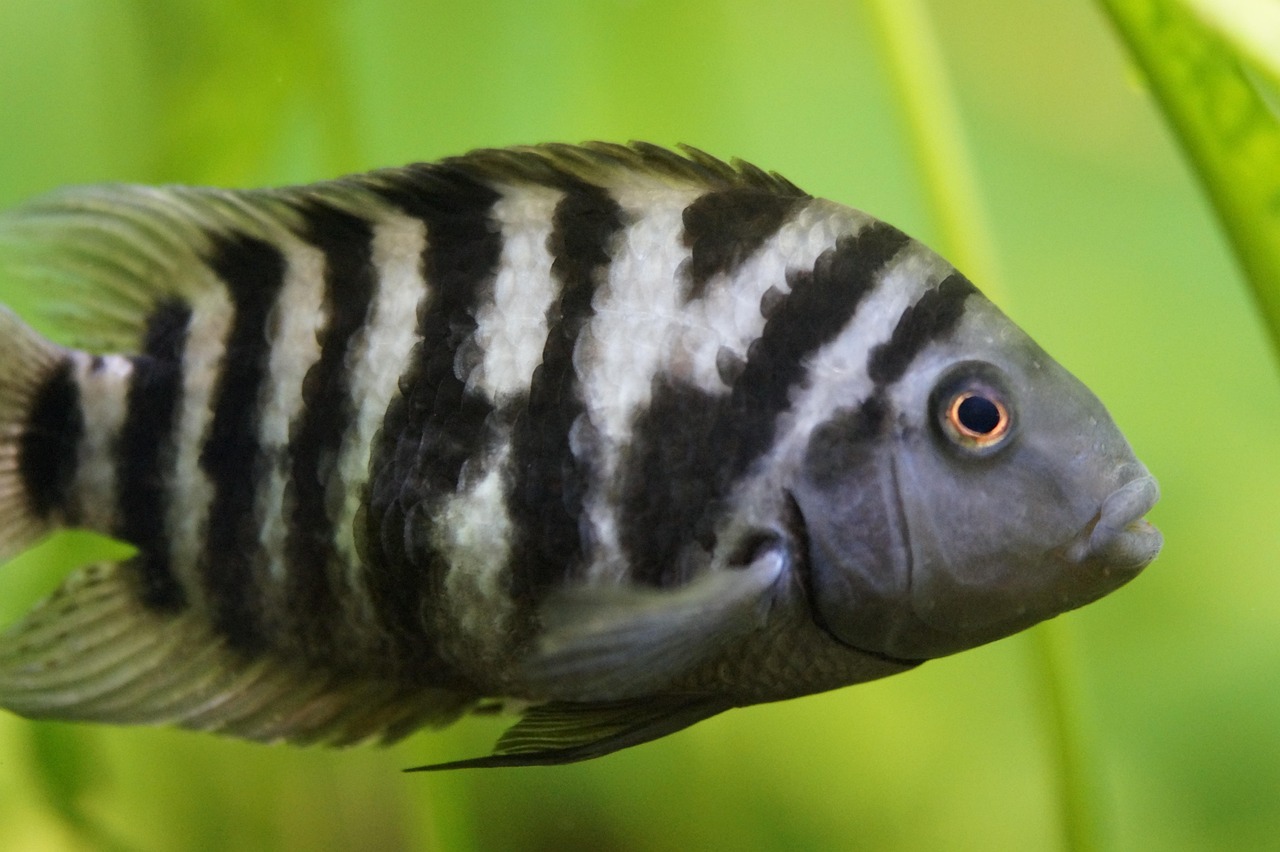 Convict,Cichlid,-,Amatitlania,Nigrofasciata,-,Black,And,White,American Convict, zebra cichlid, showing striped pattern.