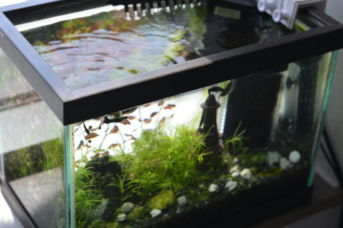 Fish tank with gentle water ripples on surface.