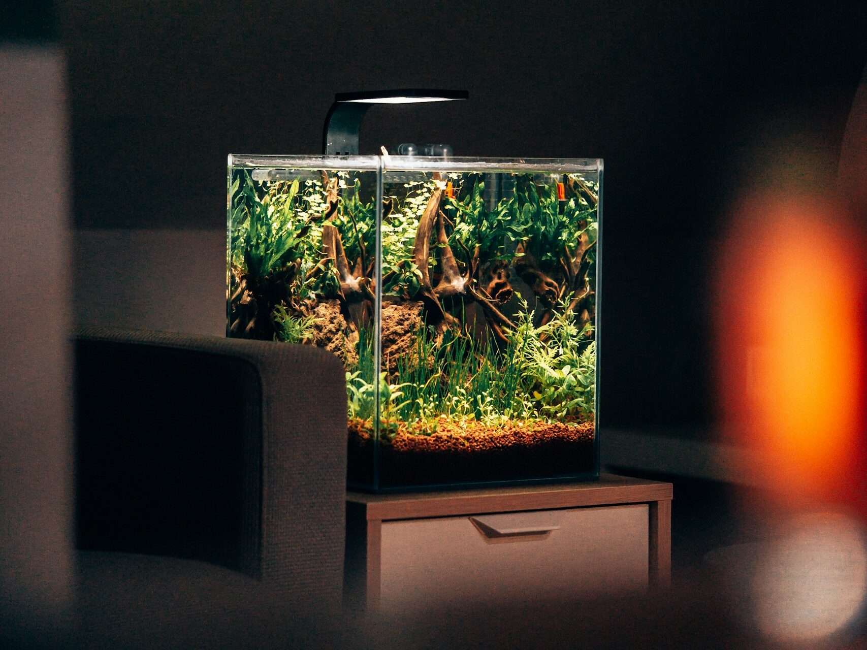 Nano cube tank on side table filled with plants and fish.