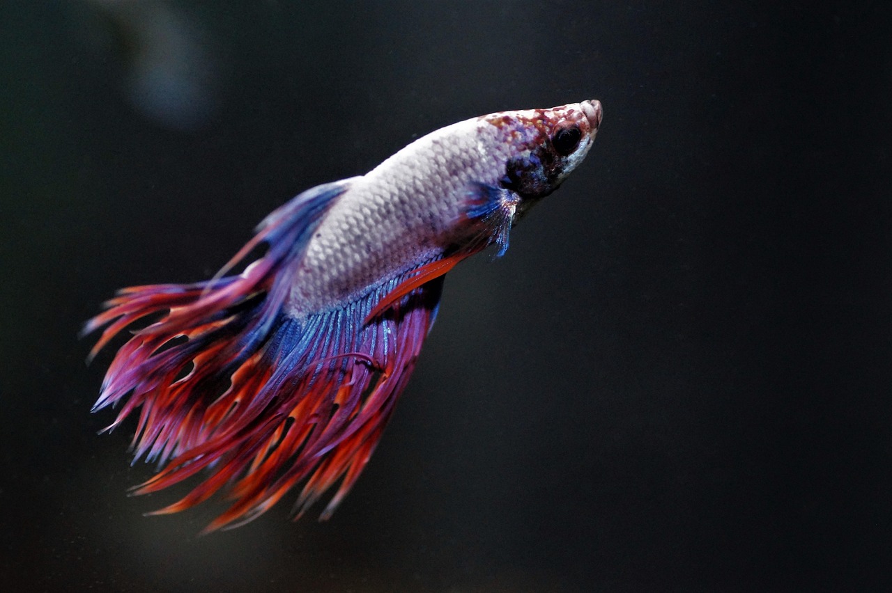 Purple Betta Fish Oxygen conditions betta, fish, nature, aquarium, warrior, asian, exotic, colored, veils, beautiful, fighter, male