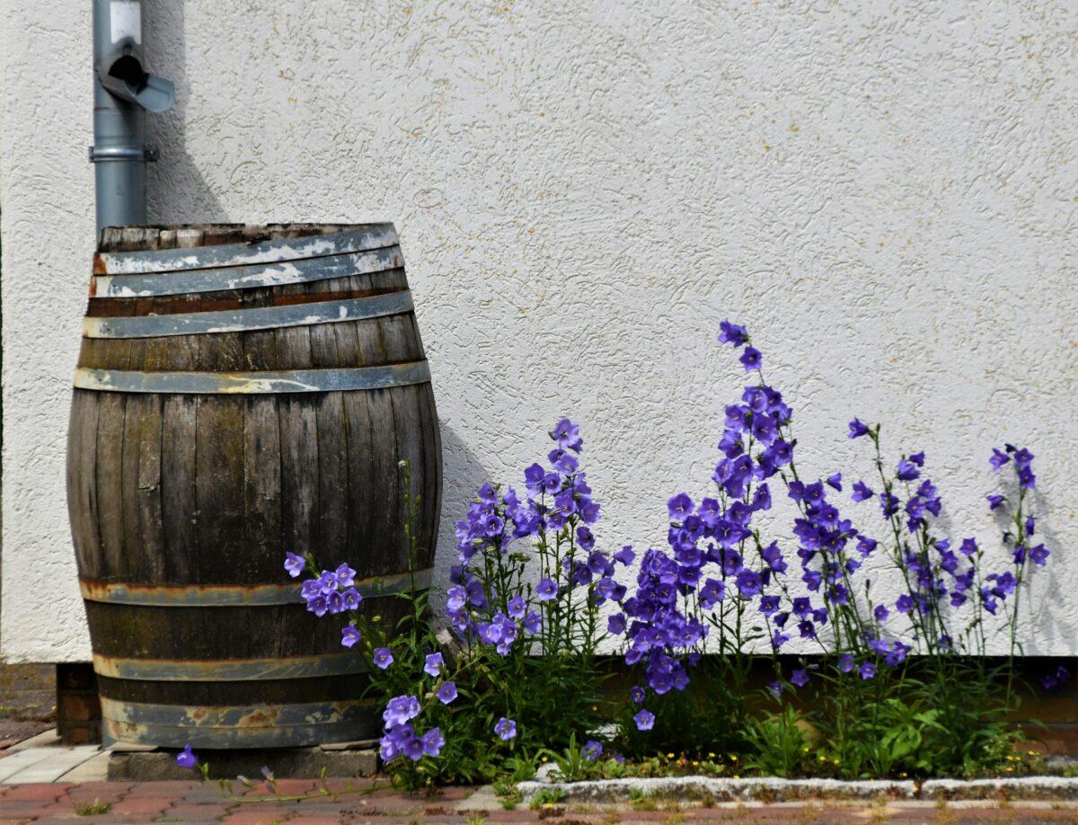 Blue Flowers in front of a cement wall with a rain water barrel.