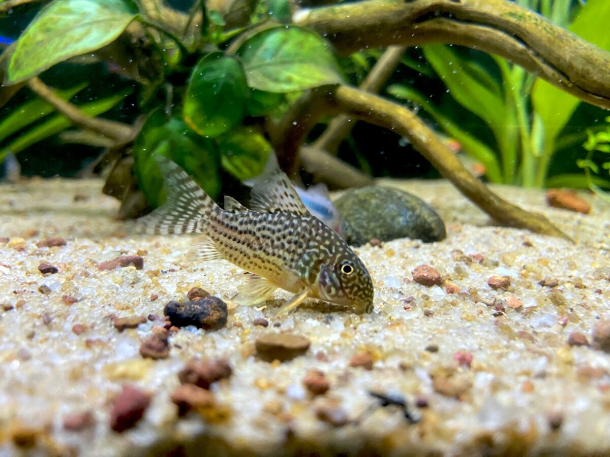 Corydoras fish at bottom of fish tank.