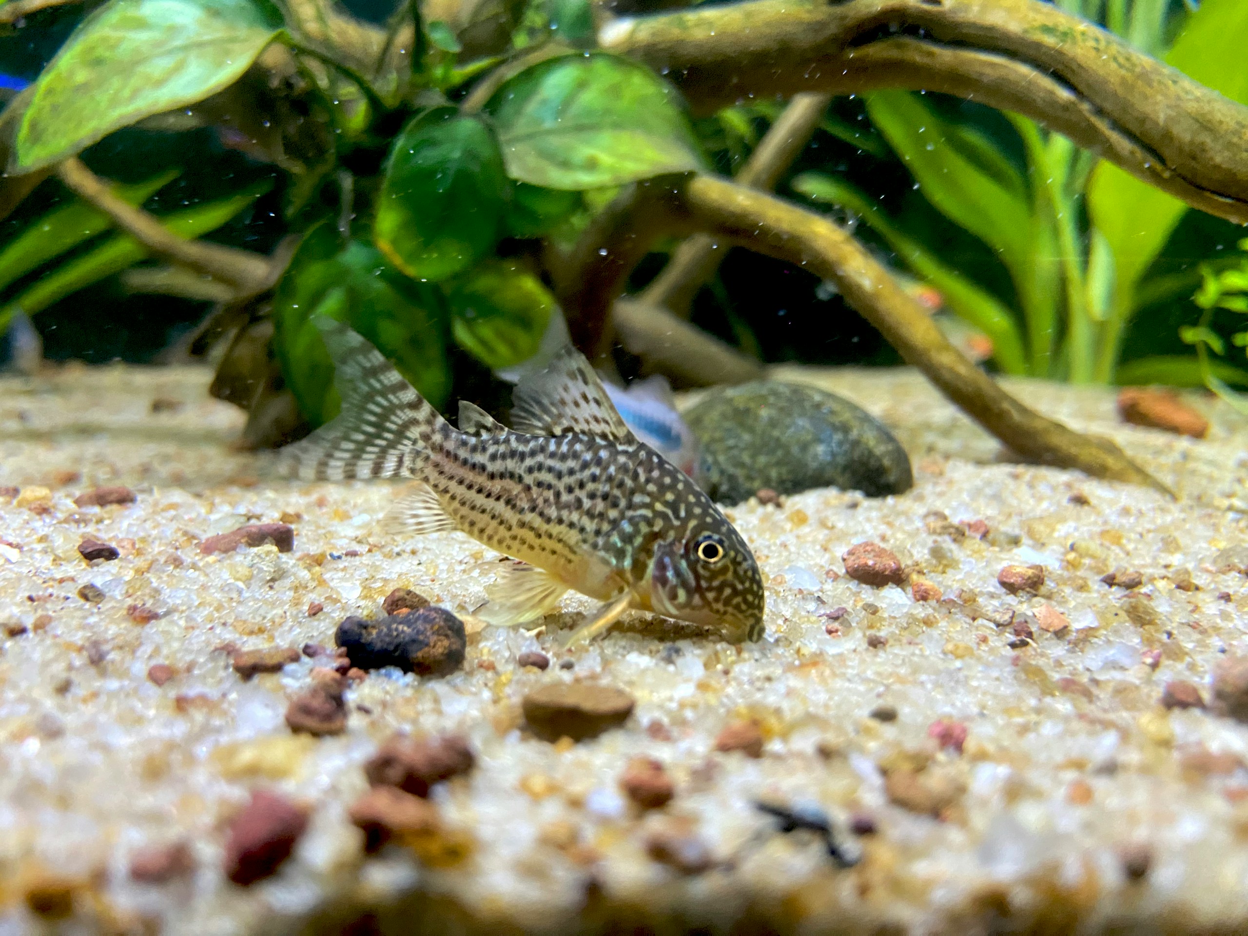 Corydoras Fish