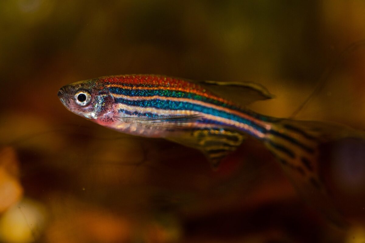 Danio rerio, zebrafish, swimming in water.