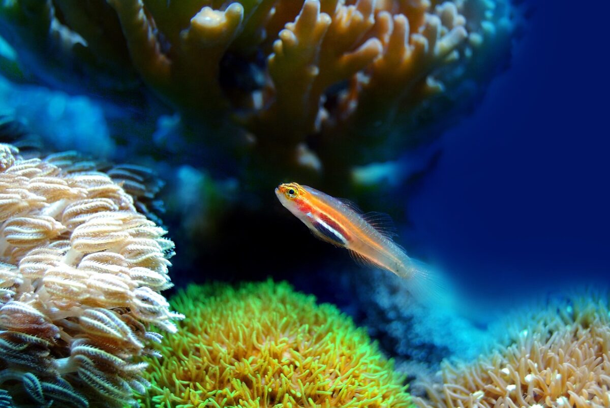 Saltwater marine reef tank fish, coral, sea, underwater, reef, water, marine, ocean, animal, aquatic, life, aquarium, nature, wildlife, aqua, saltwater, seawater, undersea, fish, fish, fish, fish, fish, coral, underwater, aquarium