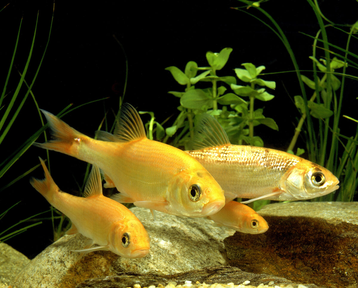 Golden Orfe, leuciscus idus.