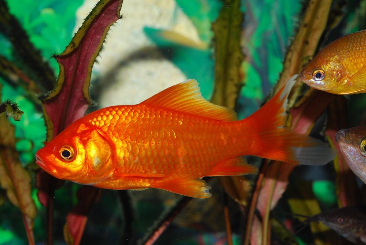 Common Goldfish in aquarium.