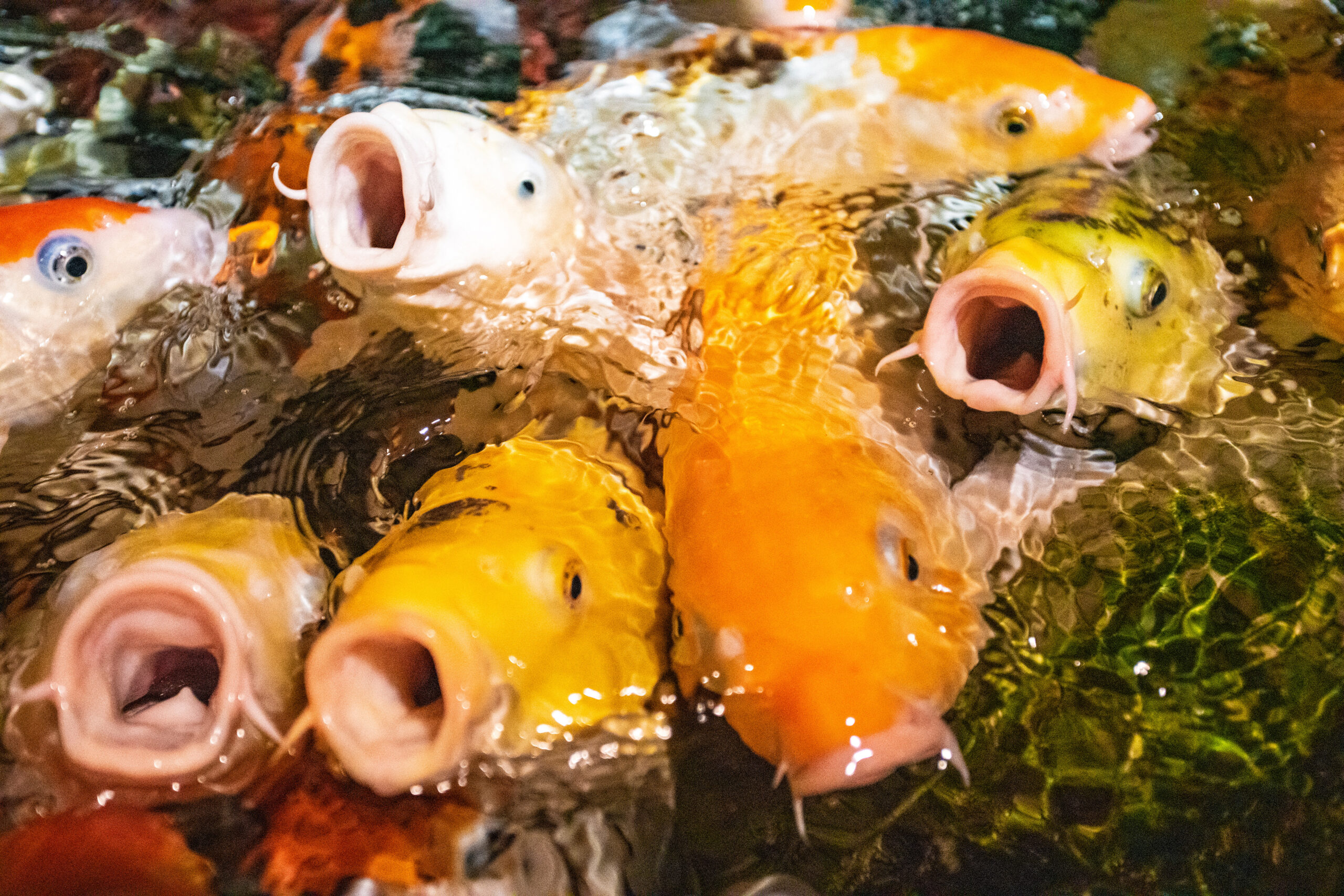 koi-carp-crowding-together-competing-for-food-man-2023-11-27-04-55-27-utc Koi carp crowding together competing for food. Many koi carp.