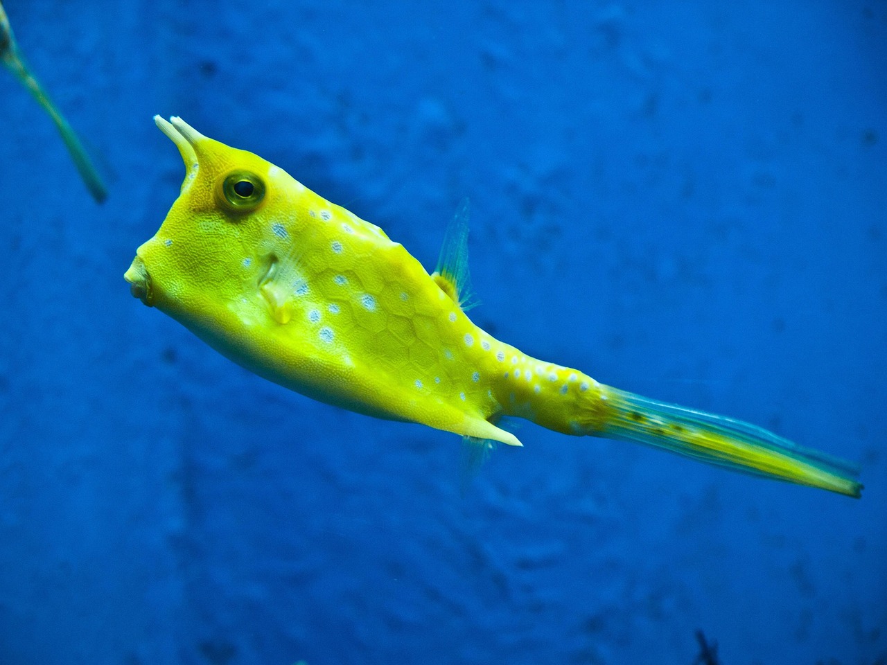 longhorn-cowfish-375110_640 longhorn cowfish, fish, yellow fish, underwater, cowfish, lactoria cornuta, boxfish, ostraciidae, nature, long horns, marine, aquarium, water